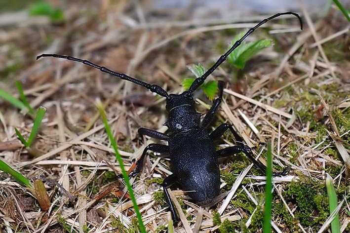 Morimus asper ganglbaueri